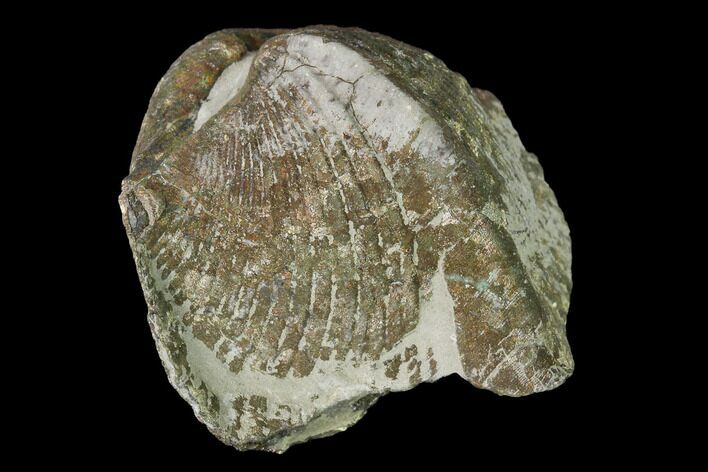 Pyrite Replaced Brachiopod (Paraspirifer) Fossil - Ohio #145612